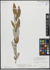 Foto von Salix turanica Nasarow